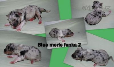 fenka merle 2.jpg