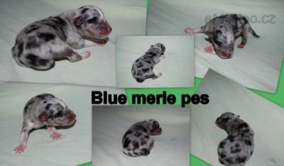 pes merle.jpg