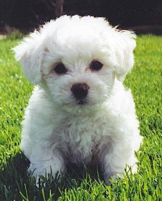 Bichon-Frise-Puppies.jpg