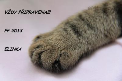 PF ELÍ.jpg