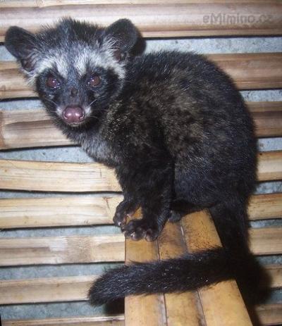 kopi_luwak.jpg