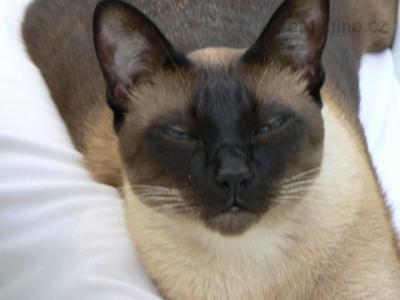 siamsky kocour 016.jpg