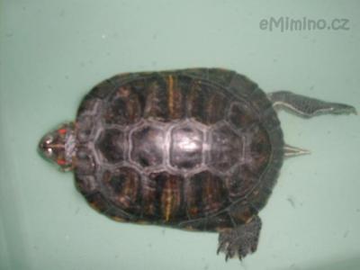 Kesinky spolubydlící