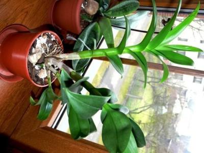 dendrobium.JPG
