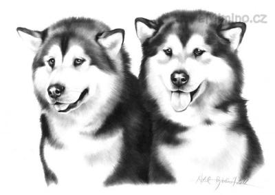 husky2.jpg