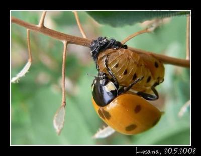 kukla_beruska.jpg