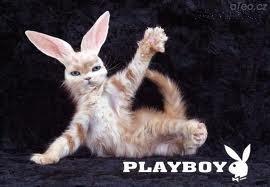 playcat.jpeg