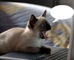 kočka-u-pc.jpg