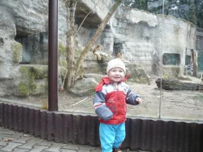 v zoo