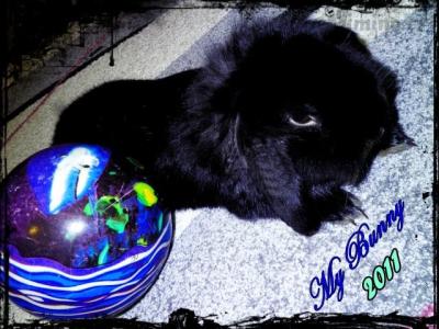 bunny