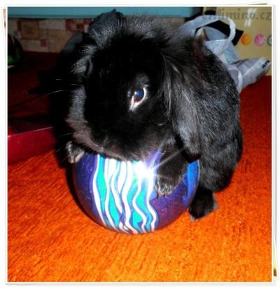 bunnyho miláček