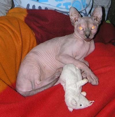2013-01-17_slavný_lovec_Pampalini.jpg