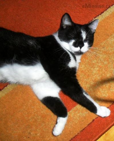 My cat is very cute