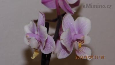 IMG_0238.JPG