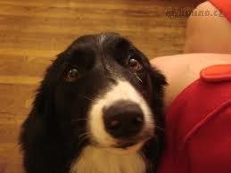 dog.jpeg