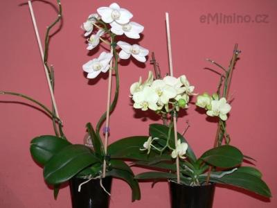orchidejky