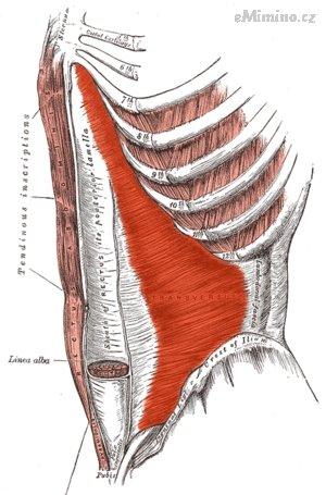 300px-Transversus_abdominis.png