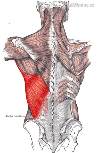 Latissimus_dorsi_.PNG