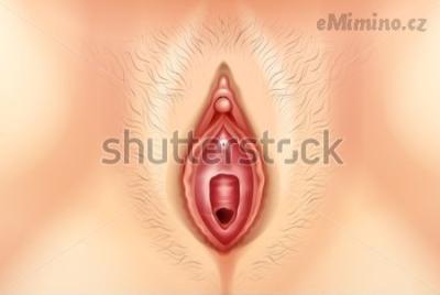 illustration-of-the-human-vagina.jpg