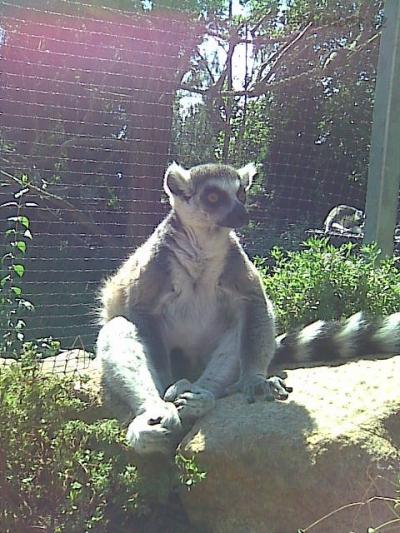 Lemur Jelimán.jpg