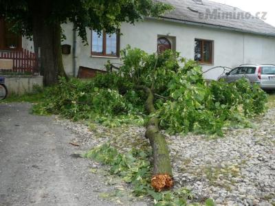 větev.jpg