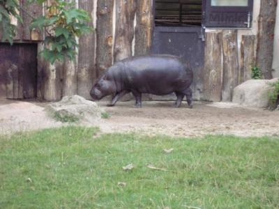 ZOO 050809.jpg