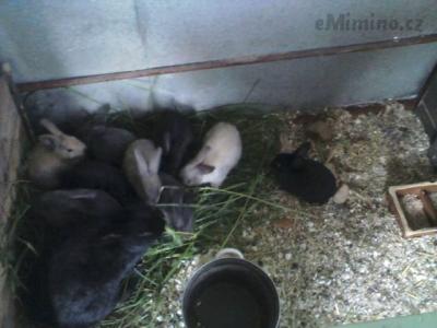 Hrdá maminka s 9 miminkama :-)