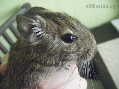 Indýrka