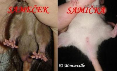 SamecxSamice1.JPG