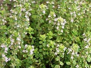 3642-thymus-x-citriodorus-2.jpg