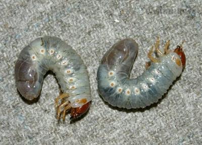 larvae.jpg