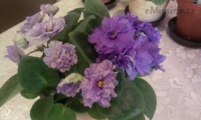 IMAG0774.jpg
