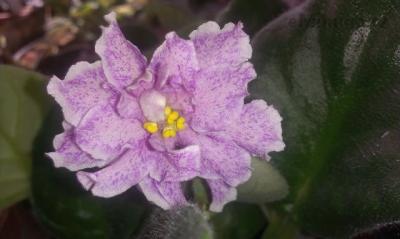 IMAG0778.jpg