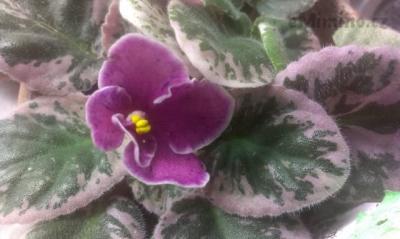 IMAG0788.jpg