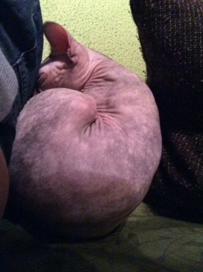 image.jpg