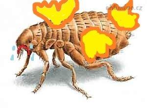 blecha.jpg