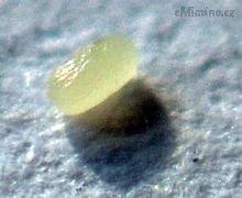 220px-EggOeuMiteTineola.JPG