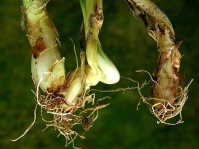 vrtalka_porova_detail_poskozenych_rostlin_cibule_rod.jpg
