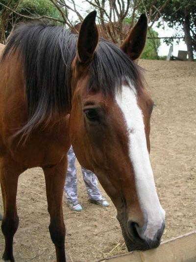 kobylka Gavotka