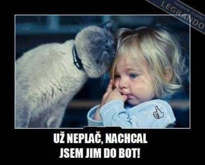 kočka.jpg