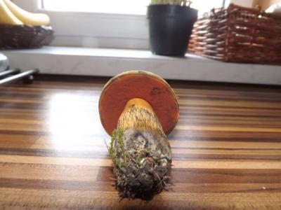 DSCF7074.JPG