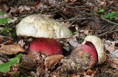 1024px-Satans-Röhrling_Boletus_satanas.jpg