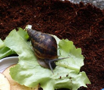 Jerry.jpg