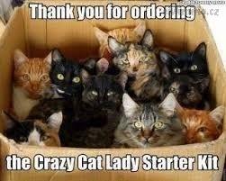 crazykit.jpg