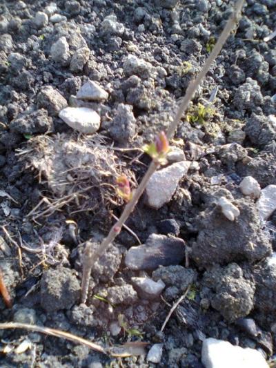 j 11. duben ( 13 dní po sadbě) (6).jpg