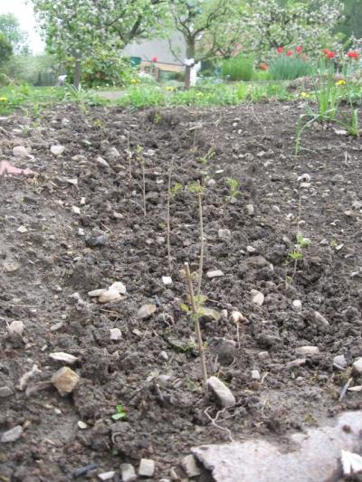 n 25. duben (2).JPG