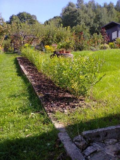 valí nahoru 5. měsíců po výsadbě (konec srpna) (2).jpg