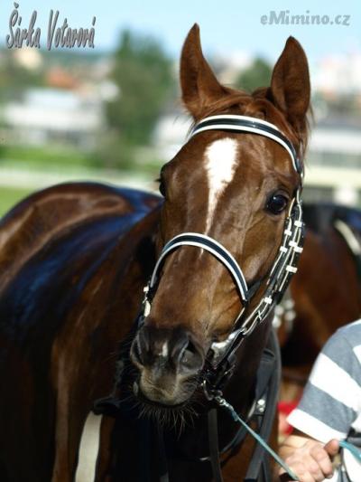 Tammyn