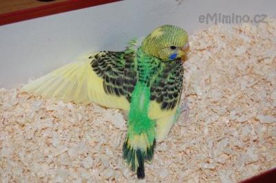 DSC_0004m.jpg