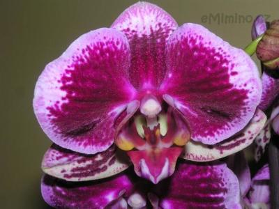 Phalaenopsis hybr.